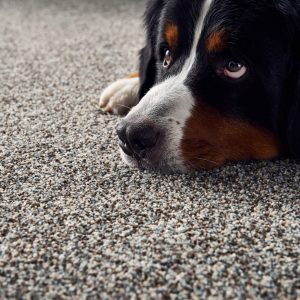Pet friendly floor | Neils Floor Covering
