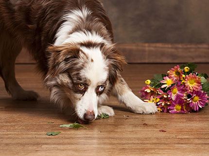 Pet friendly floor | Neils Floor Covering