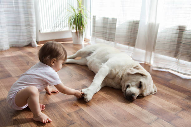 Kid playing with dog | Neils Floor Covering