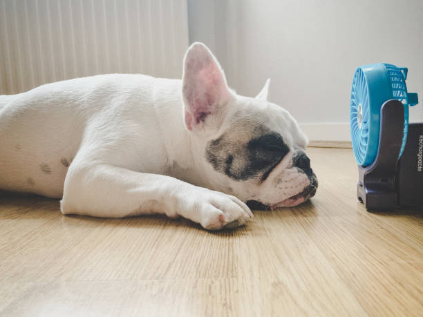 Pet friendly flooring | Neils Floor Covering
